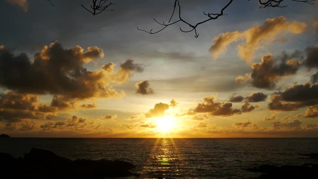 sunset yellow gold beam light cloudy sky  into the sea with silhouette dry branch tree , bird flying ,
