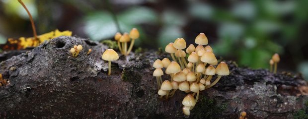 A family of small mushrooms.