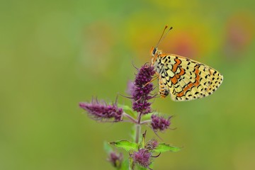 Melitaea interrupta  450