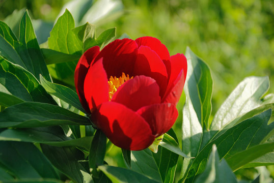 Red Peon In The Garden