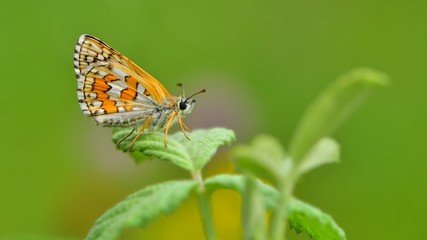 Pyrgus sidae 449