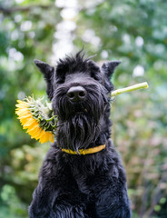 Black dog with a bright flower of a yellow sunflower