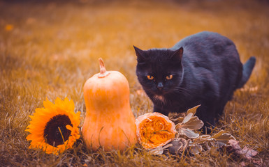 Black cat and holiday decorations for Halloween