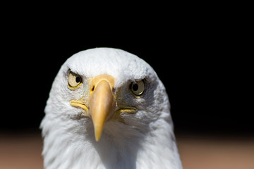 America gone mad. Cross-eyed American bald eagle face. USA national bird conceptual image. © Ian Dyball