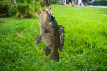 Fishing Nile Oreochromis niloticus in the pond from Phuket Thailand