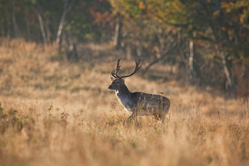 fallow deer, dama dama, Czech republic