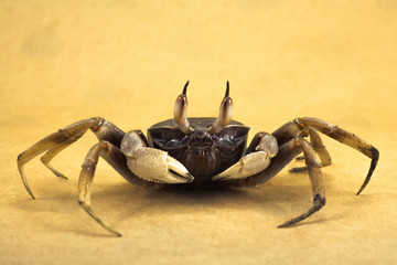 Ghost crab Brown background Ocypode ceratophthalmus from phuket Thailand