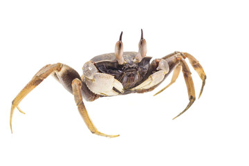 White background Horn-eyed ghost crab Ocypode ceratophthalmus form Phuket Thailand