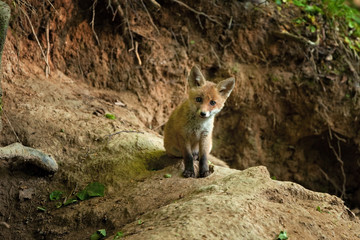 red fox, vulpes vulpes, Czech republic
