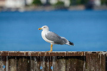 Seagull on a rusty part of a mooring