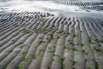 sand with sea weed