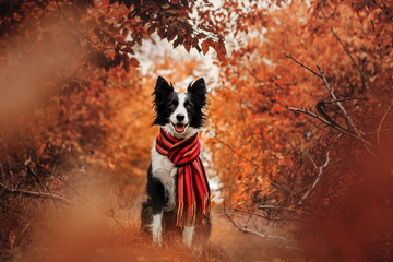 Fototapeta na wymiar border collie dog beautiful autumn portrait in yellow leaves