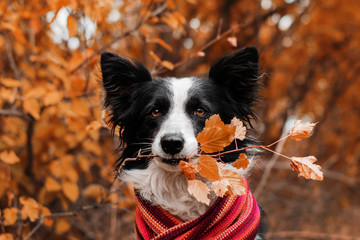 border collie dog beautiful autumn portrait in yellow leaves