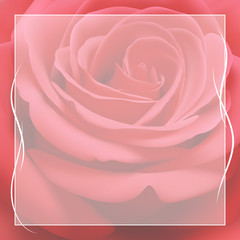 Realistic red rose, background.
