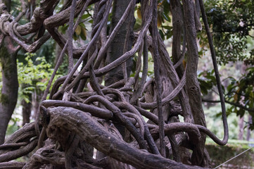 Close up of dry vine in summer, Blur background.