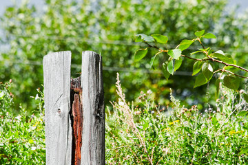 Fototapeta premium Damaged wooden pillar amid the greenery