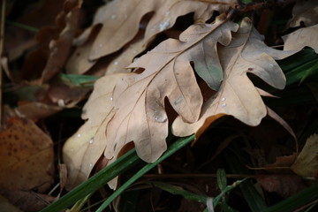 autumn, leaves, leaf, fall, nature, tree, brown, season, 