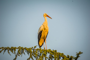 A young strork on a pine tree