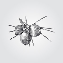 Hand Drawn Coconut Sketch Symbol isolated on white background. Vector tropical food elements In Sketch Style. Vintage vector illustration.