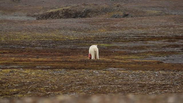short and close shot on a polar bear.