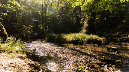 A Forest with a river running through