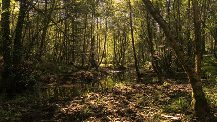 Obraz premium A Forest with a river running through