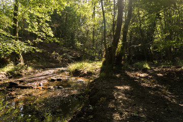 A Forest with a river running through