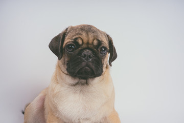 Obraz premium Funny Pug Puppy on white background. portrait of a cute pug dog with big sad eyes and a questioning look on a white background, Beige pug with huge eyes on a white background
