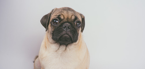 Funny Pug Puppy on white background. portrait of a cute pug dog with big sad eyes and a questioning...