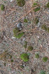 tiny clumps of moss