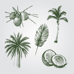 Obraz premium Hand Drawn Palm trees and coconuts Sketches Set. Collection Of palm trees; palm leaf; coconuts Sketches on white background. Vector tropical elements art highly detailed In Sketch Style.