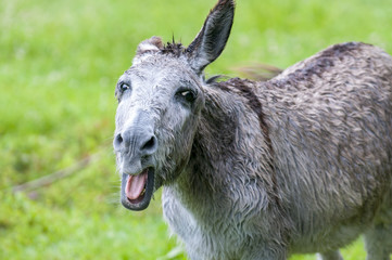 Portrait of a large screaming donkey gray.