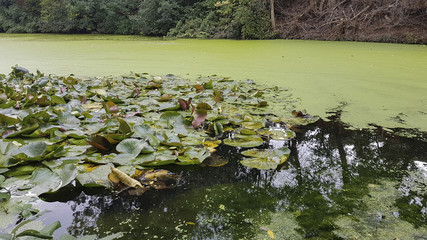 Obraz na płótnie Canvas Lake with pond weed Kidderminster Worcestershire
