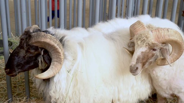 4K two rams at a county fair
