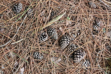 pine cones