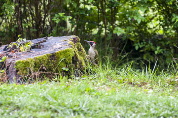 European green woodpecker sitting in a green meadow, European green woodpecker