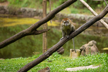 macaque in a branch