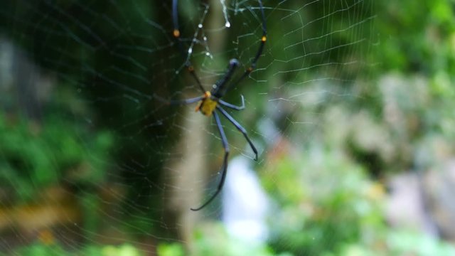 yellow black spider sitting on cobweb