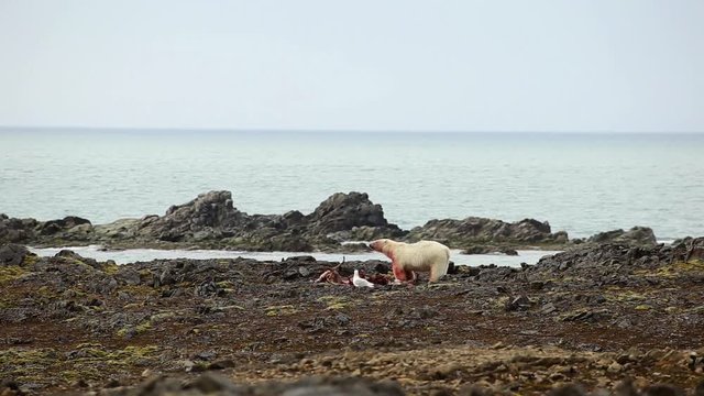 Polar bear eating a reindeer.