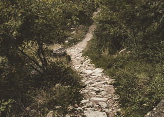 Fototapeta premium Path of stones that runs through a lush forest.