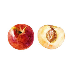 Peaches whole and cut, watercolor illustration.