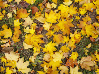 Top view of yellow maple leaves on autumn lawn with yellowed grass