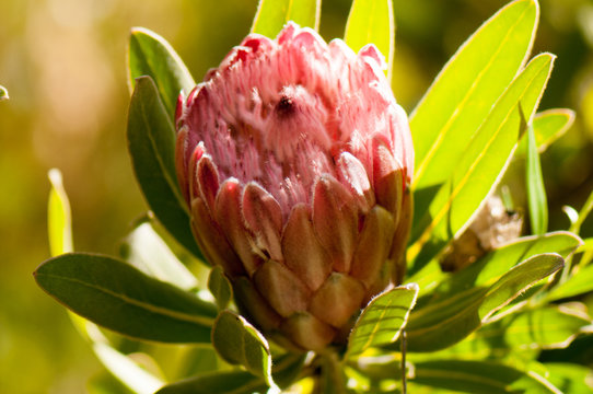 Leucadendron pink proteas © Roger de Montfort