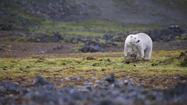 short and close shot on a polar bear.