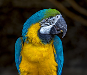 Portrait of sitting yellow breast Ara. (Ara ararauna).