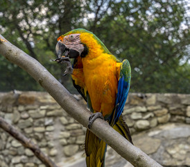 Portrait of sitting yellow breast Ara. (Ara ararauna).