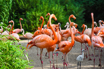 Fototapeta na wymiar Flamingo at the zoo