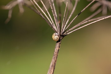 Schnecke