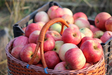 basket, apple, fruit, food, apples, red, healthy, fresh, autumn, 