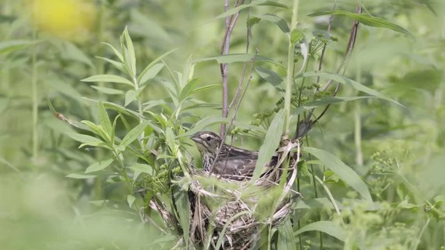 Panting bird on nest